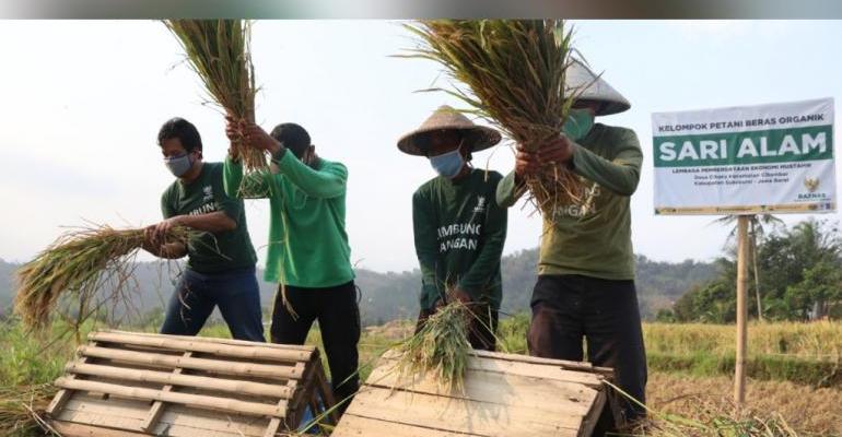petani sukabumi binaan baznas panen raya